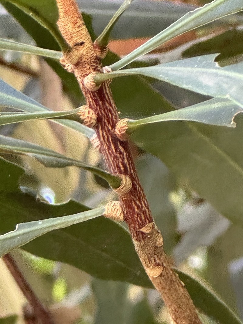 Hortia brasiliana photo 6