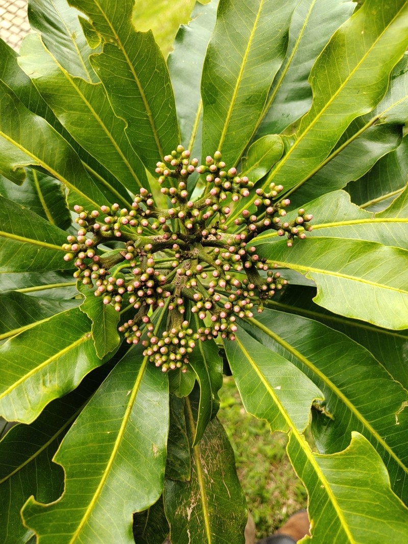 Hortia brasiliana photo 8