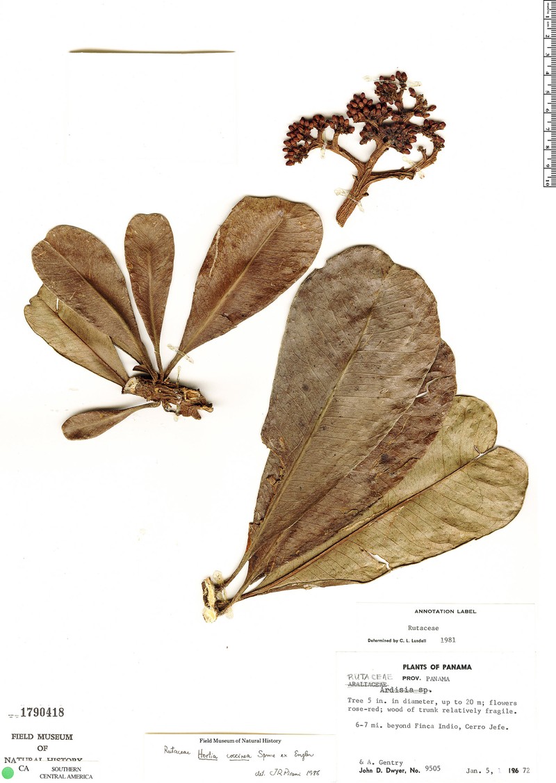 Hortia coccinea