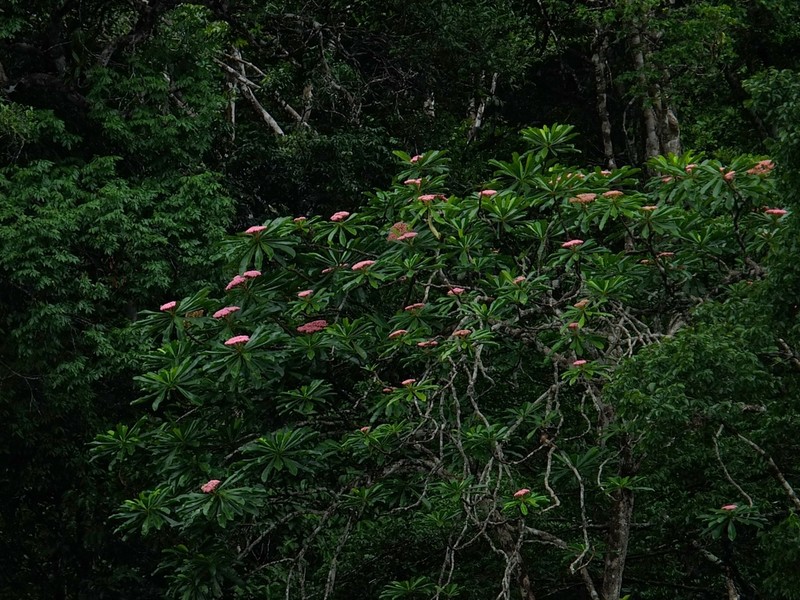 Hortia excelsa
