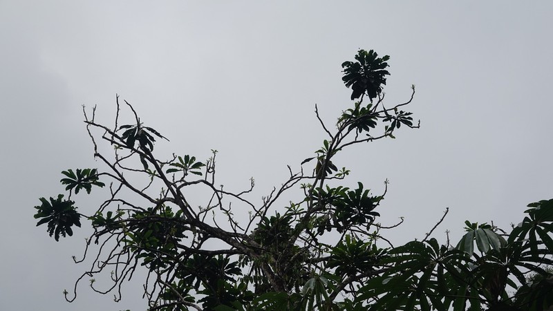 Hortia excelsa photo 2