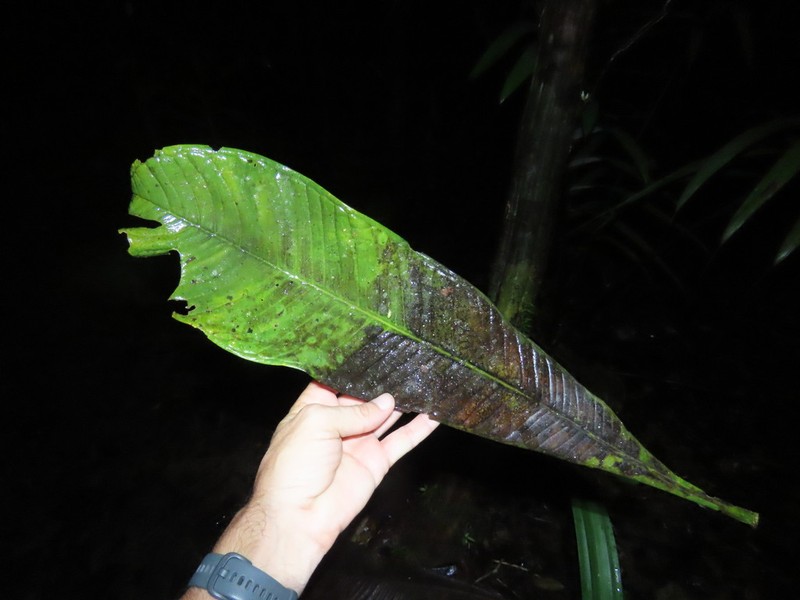 Hortia excelsa photo 4