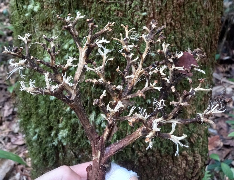 Hortia excelsa photo 6