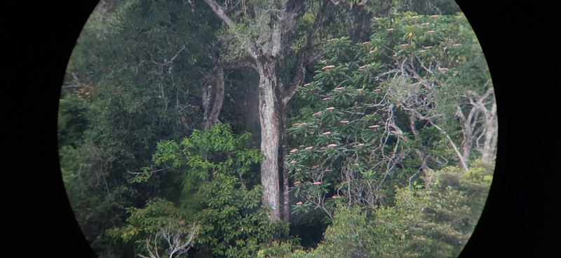 Hortia excelsa photo 7