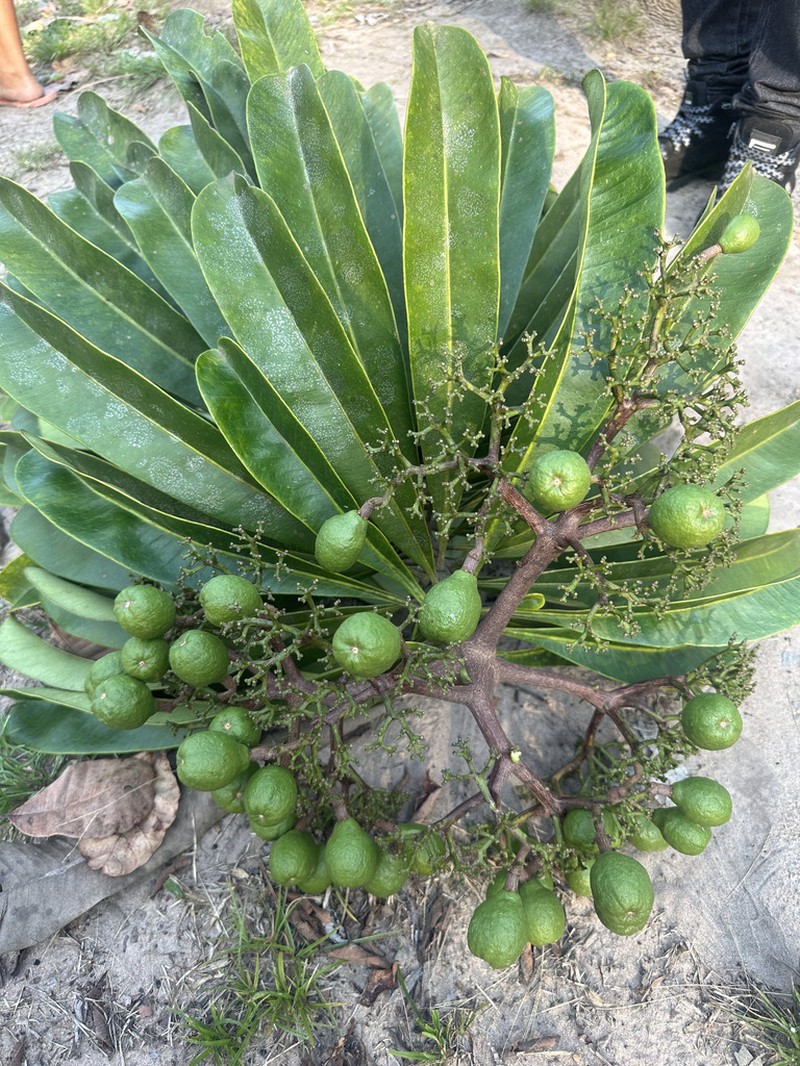 Hortia longifolia