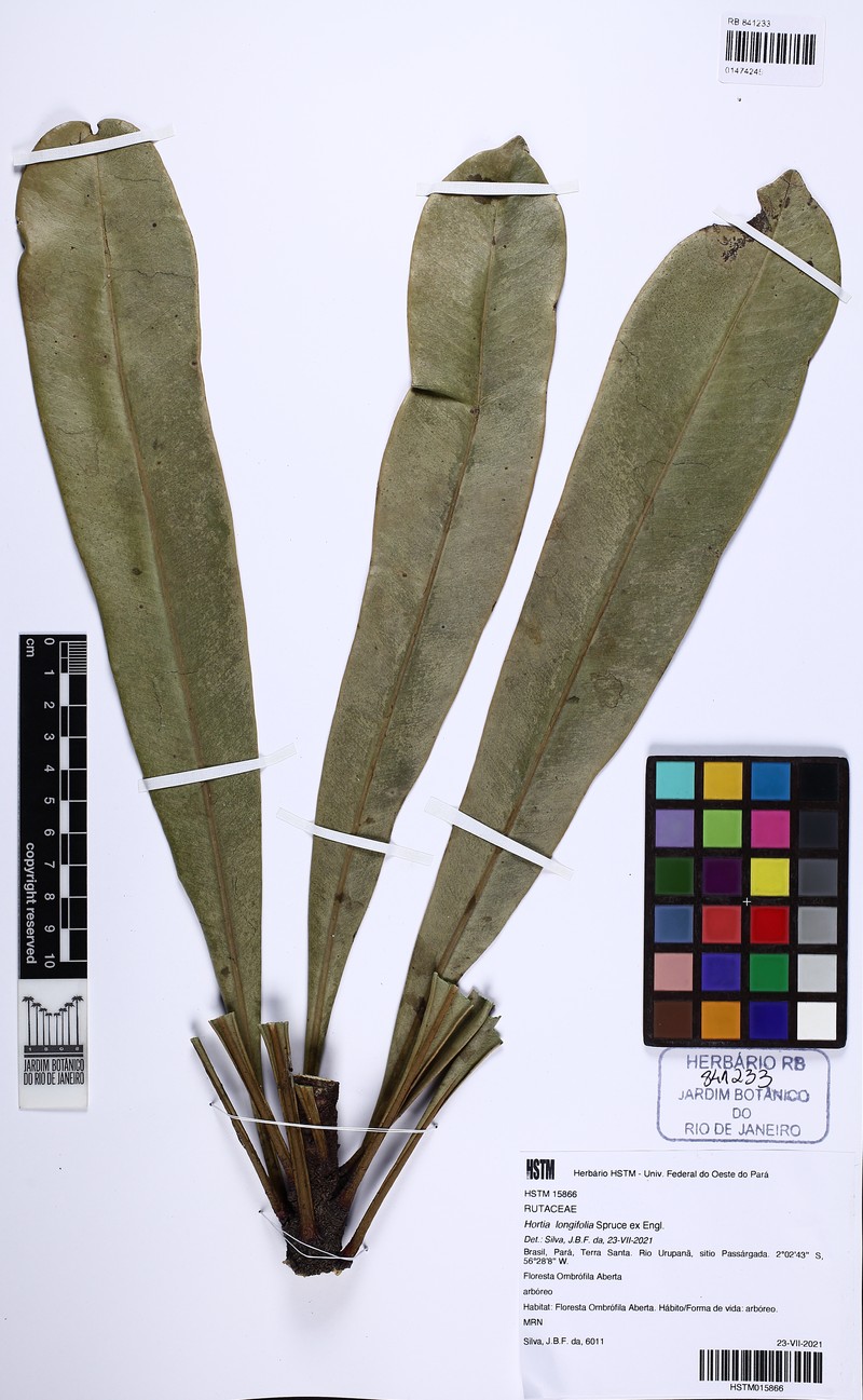Hortia longifolia photo 2