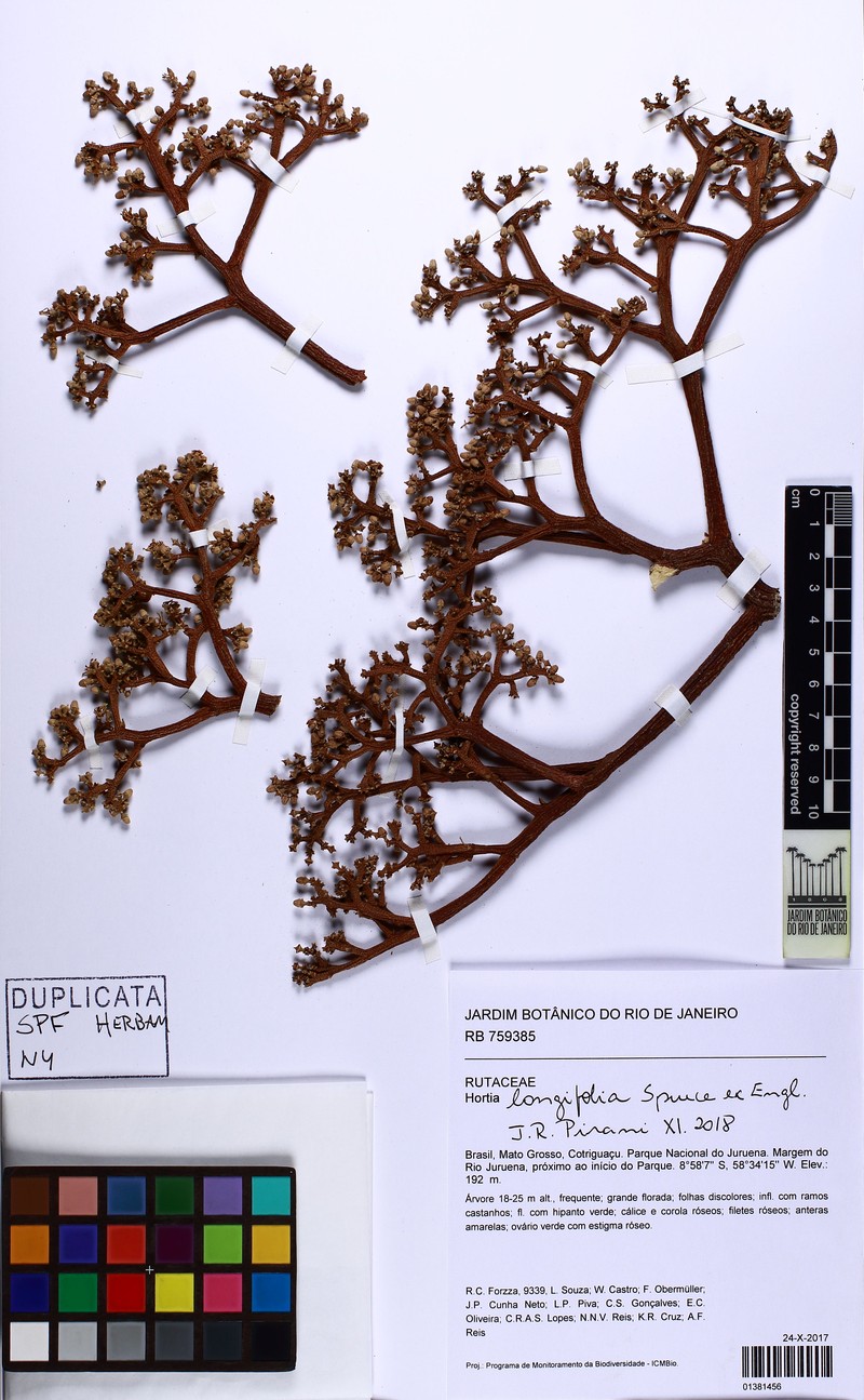 Hortia longifolia photo 3