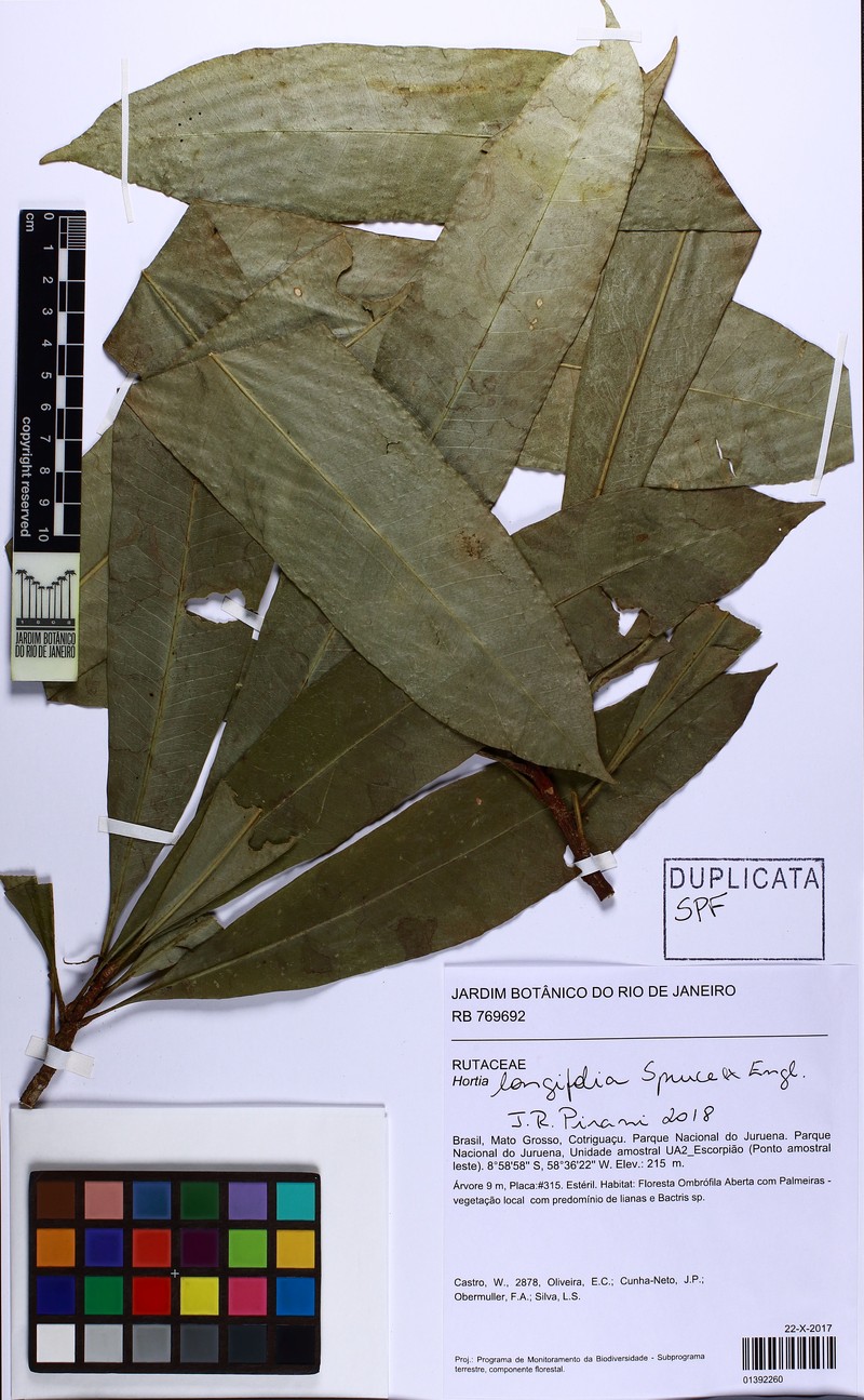 Hortia longifolia photo 4