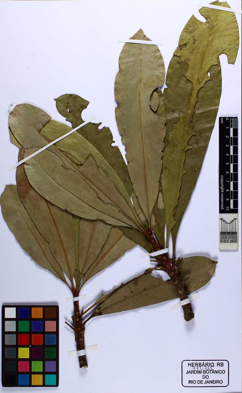 Hortia longifolia photo 5