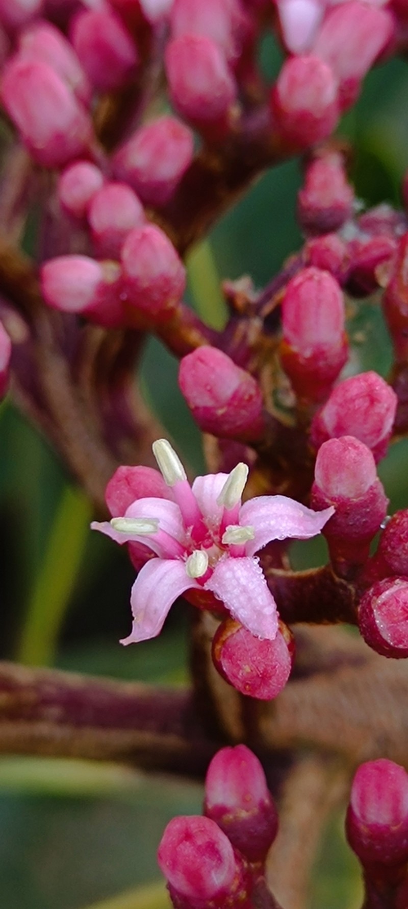 Hortia oreadica photo 2