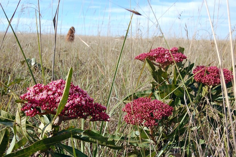 Hortia oreadica photo 4
