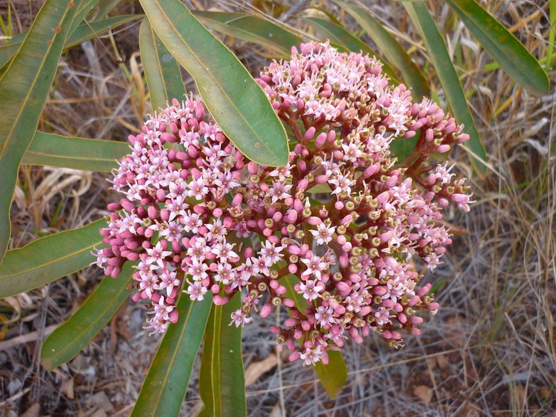 Hortia oreadica photo 5