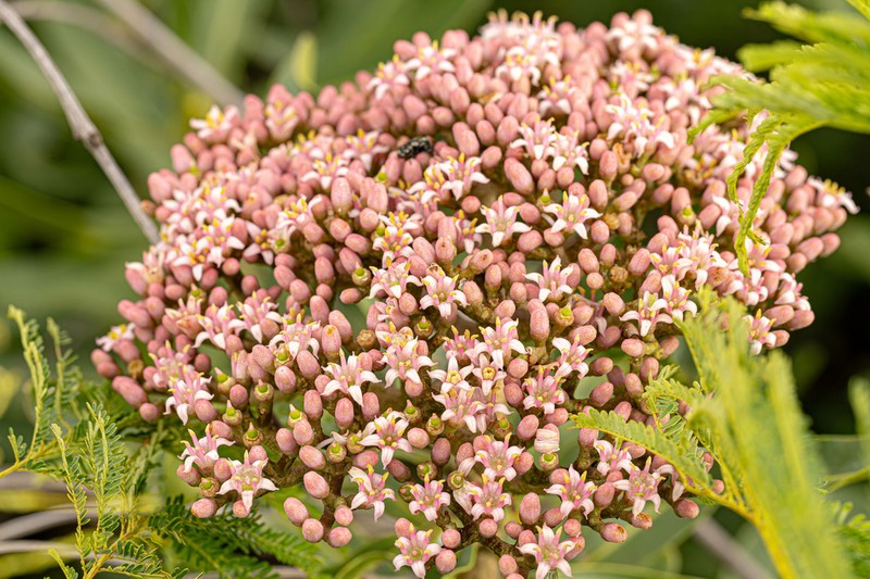 Hortia oreadica photo 7