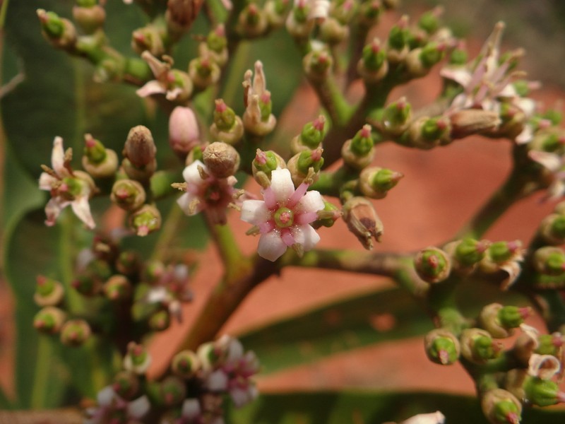 Hortia oreadica photo 8