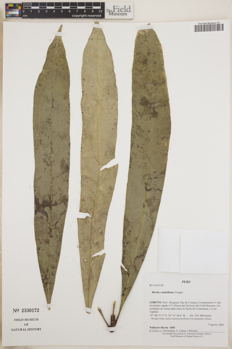 Hortia vandelliana