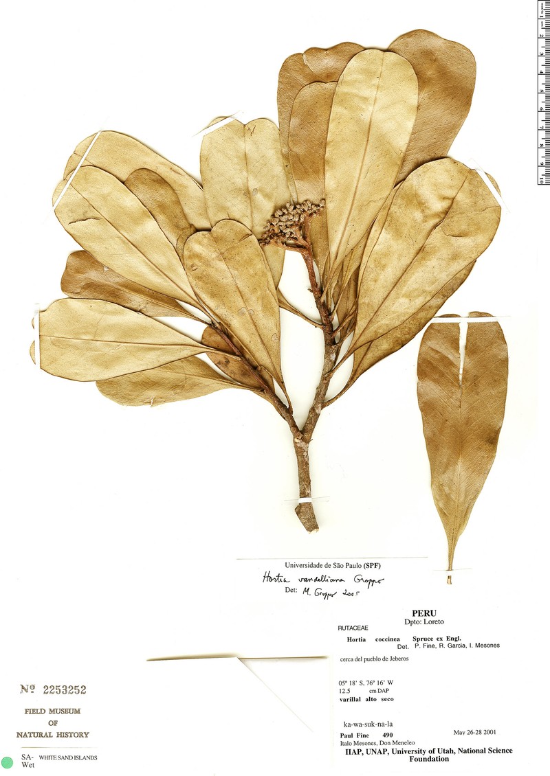 Hortia vandelliana photo 2