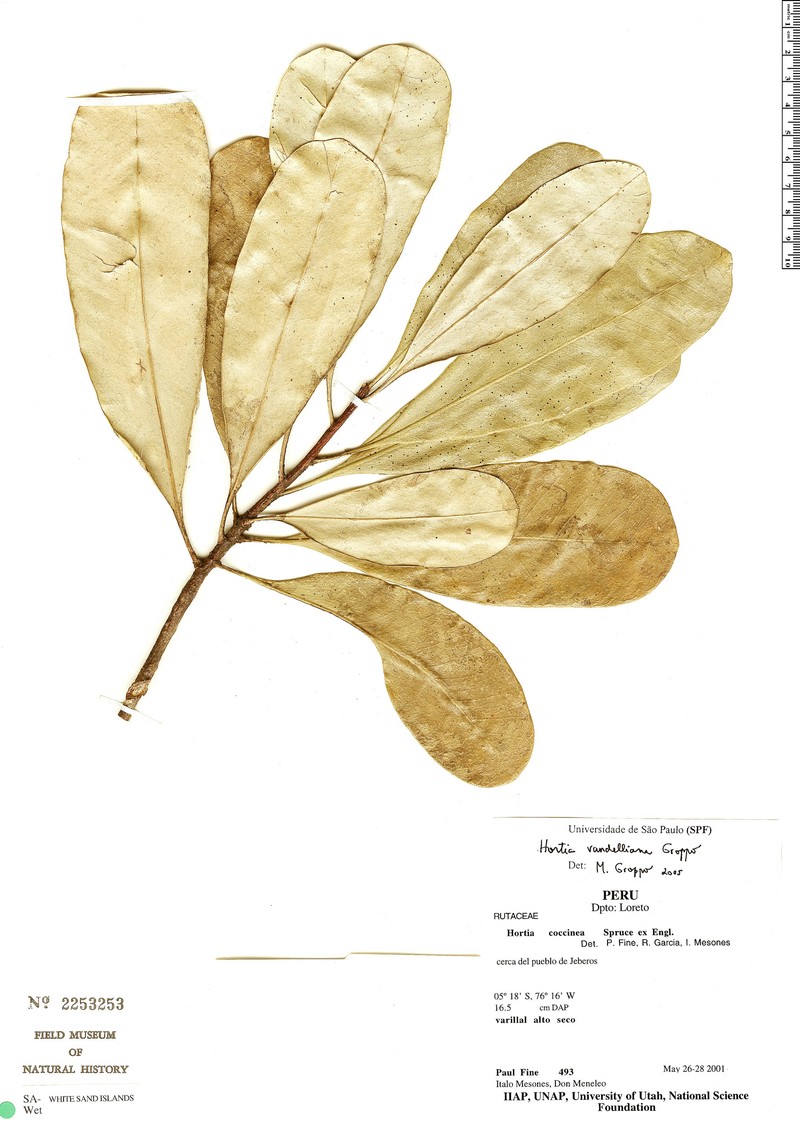 Hortia vandelliana photo 3