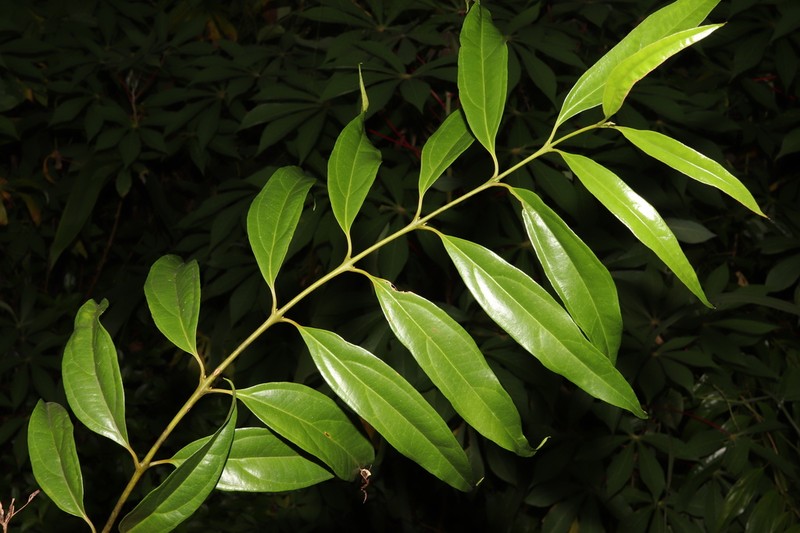 Hortonia angustifolia