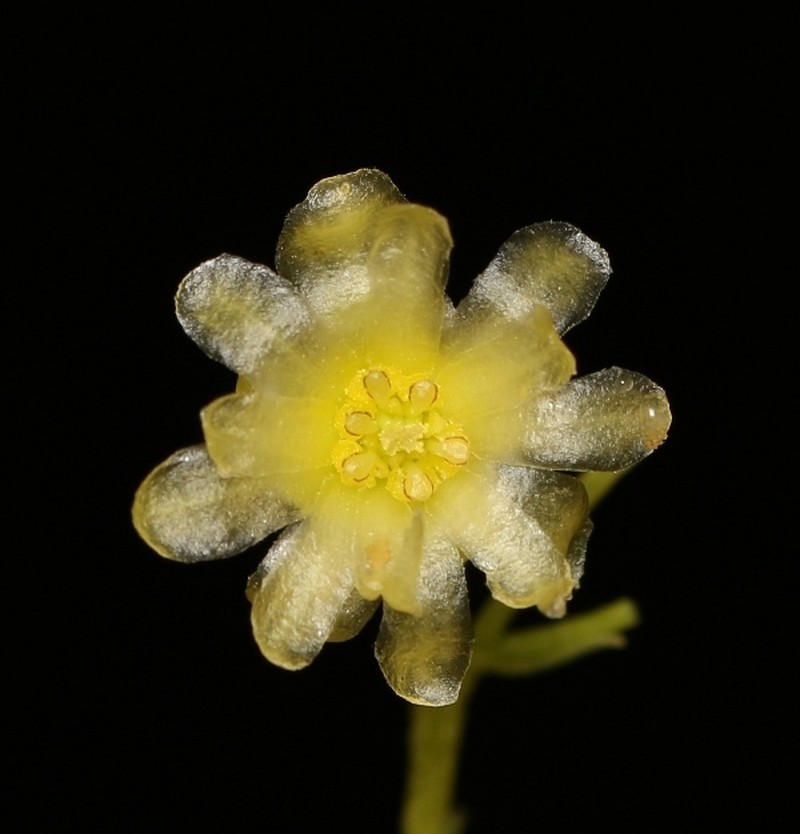 Hortonia angustifolia photo 2