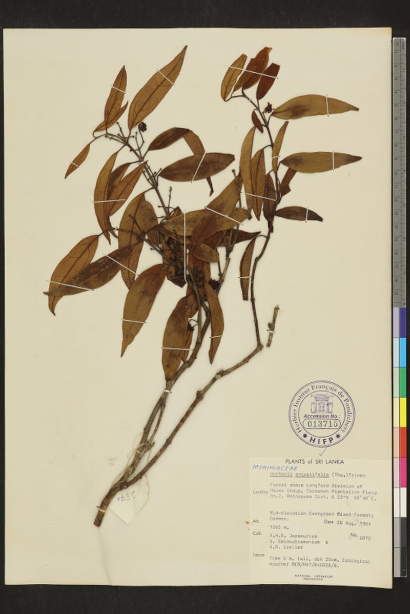 Hortonia angustifolia photo 3