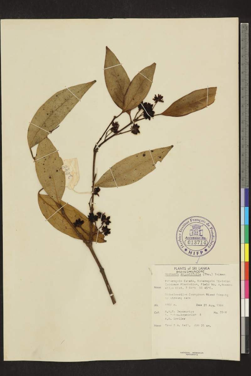 Hortonia angustifolia photo 4