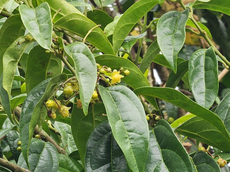 Hortonia floribunda