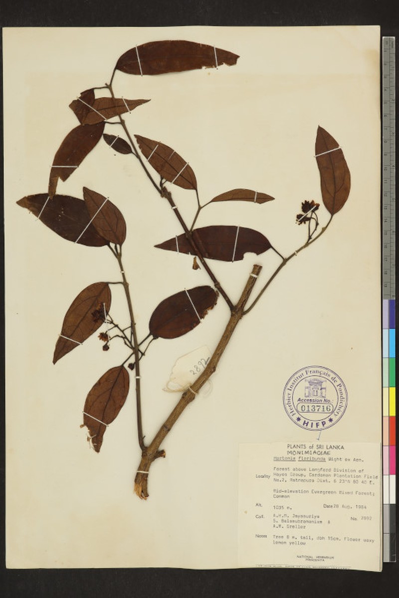 Hortonia floribunda photo 3