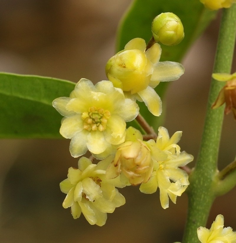 Hortonia ovalifolia
