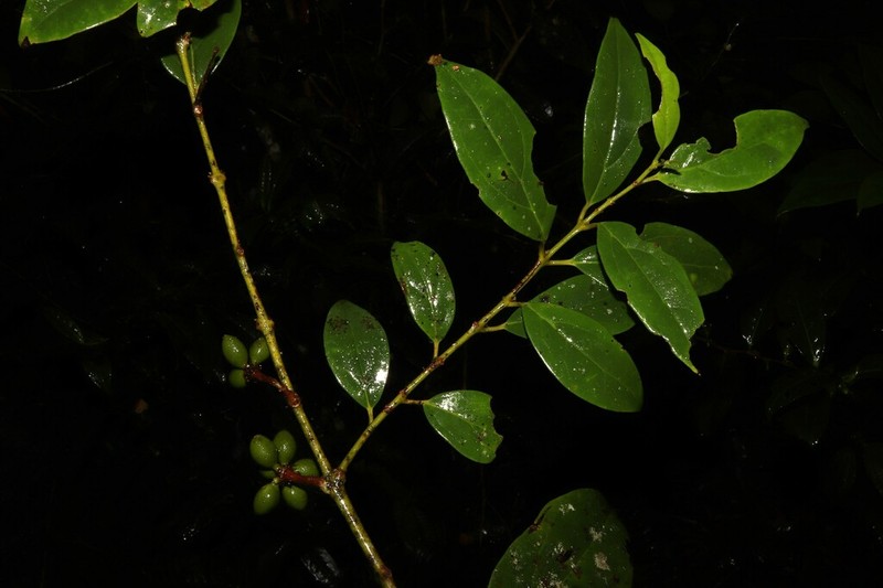 Hortonia ovalifolia photo 2