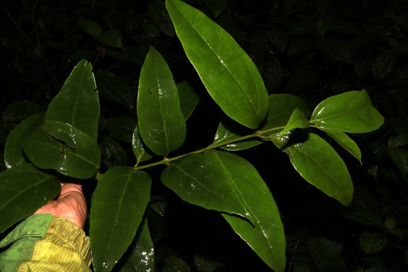 Hortonia ovalifolia photo 3