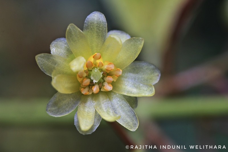 Hortonia ovalifolia photo 4