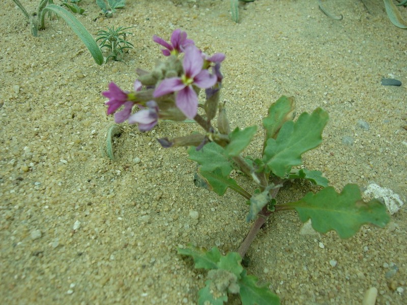 Horwoodia dicksoniae photo 2