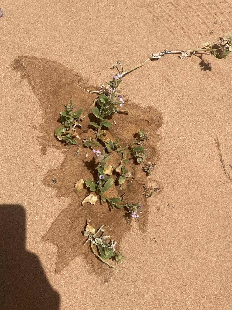 Horwoodia dicksoniae photo 3