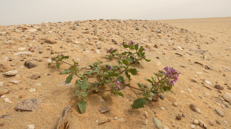 Horwoodia dicksoniae photo 4