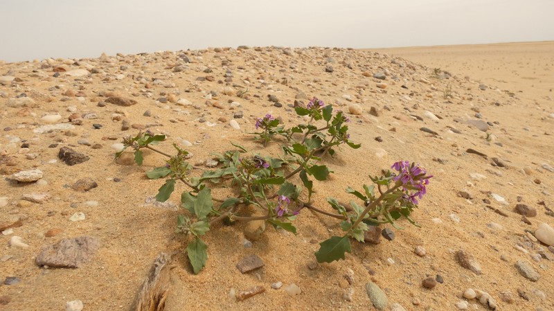 Horwoodia dicksoniae photo 6