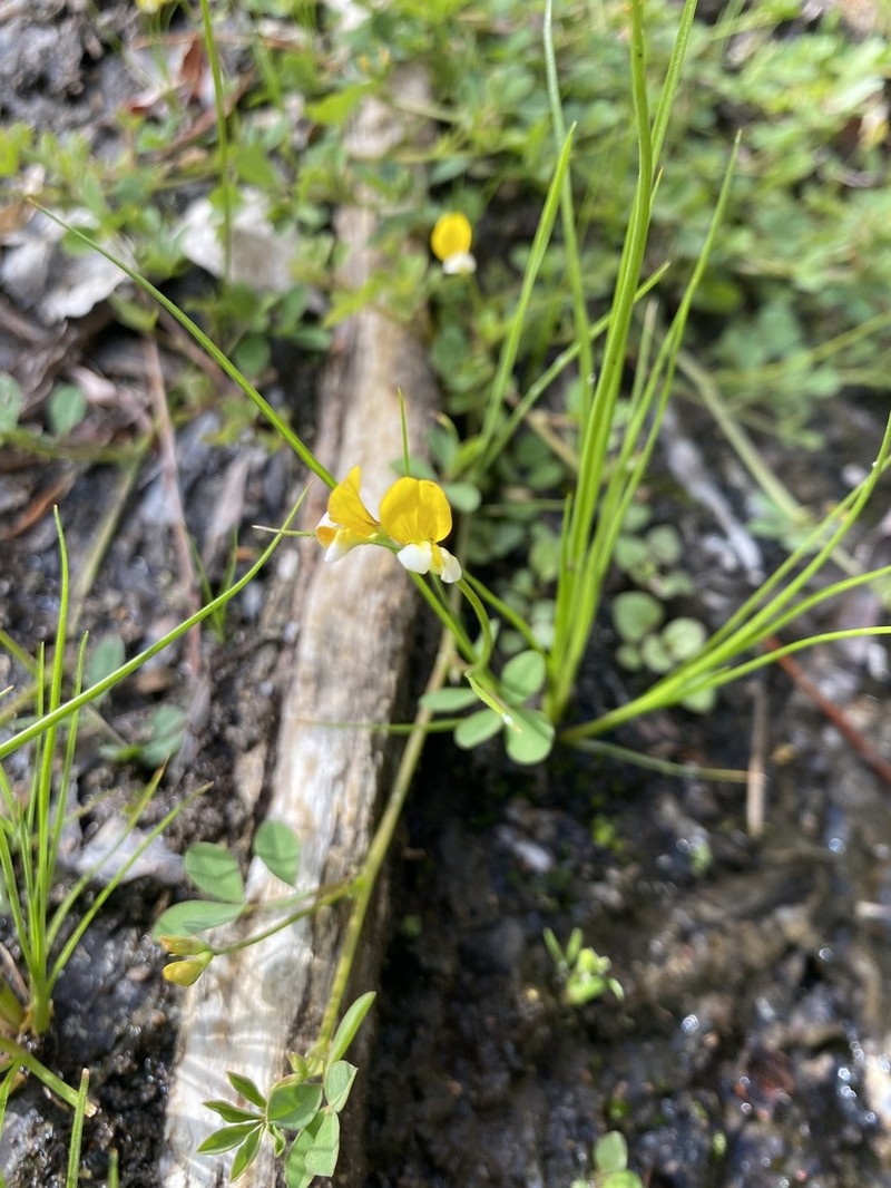 Sonoran Bird's-Foot Trefoil