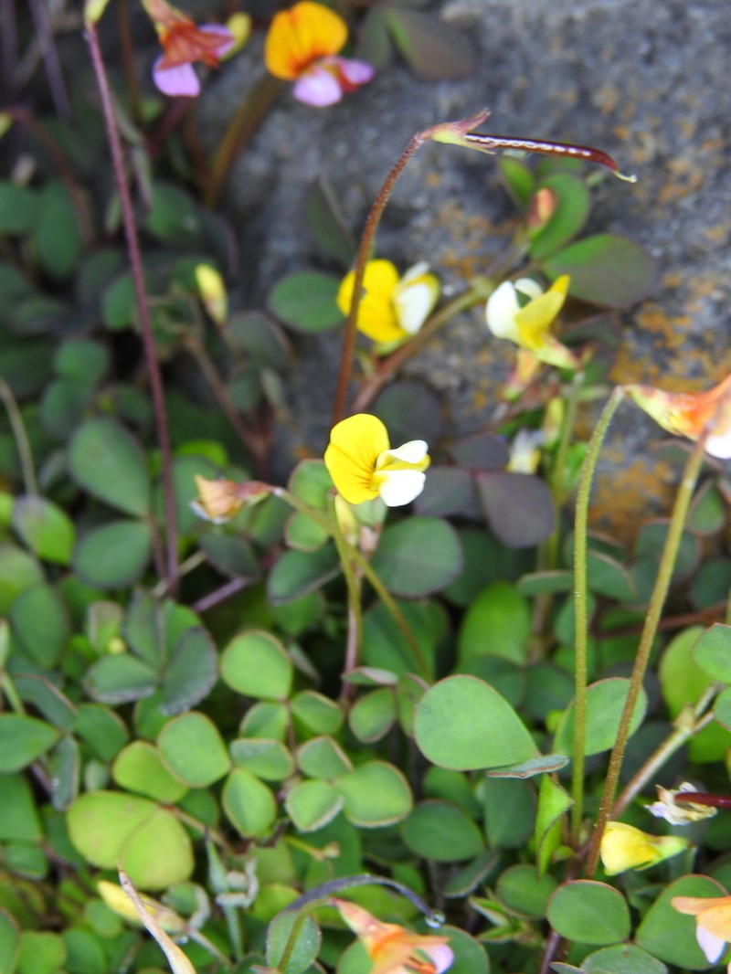 Sonoran Bird's-Foot Trefoil photo 2