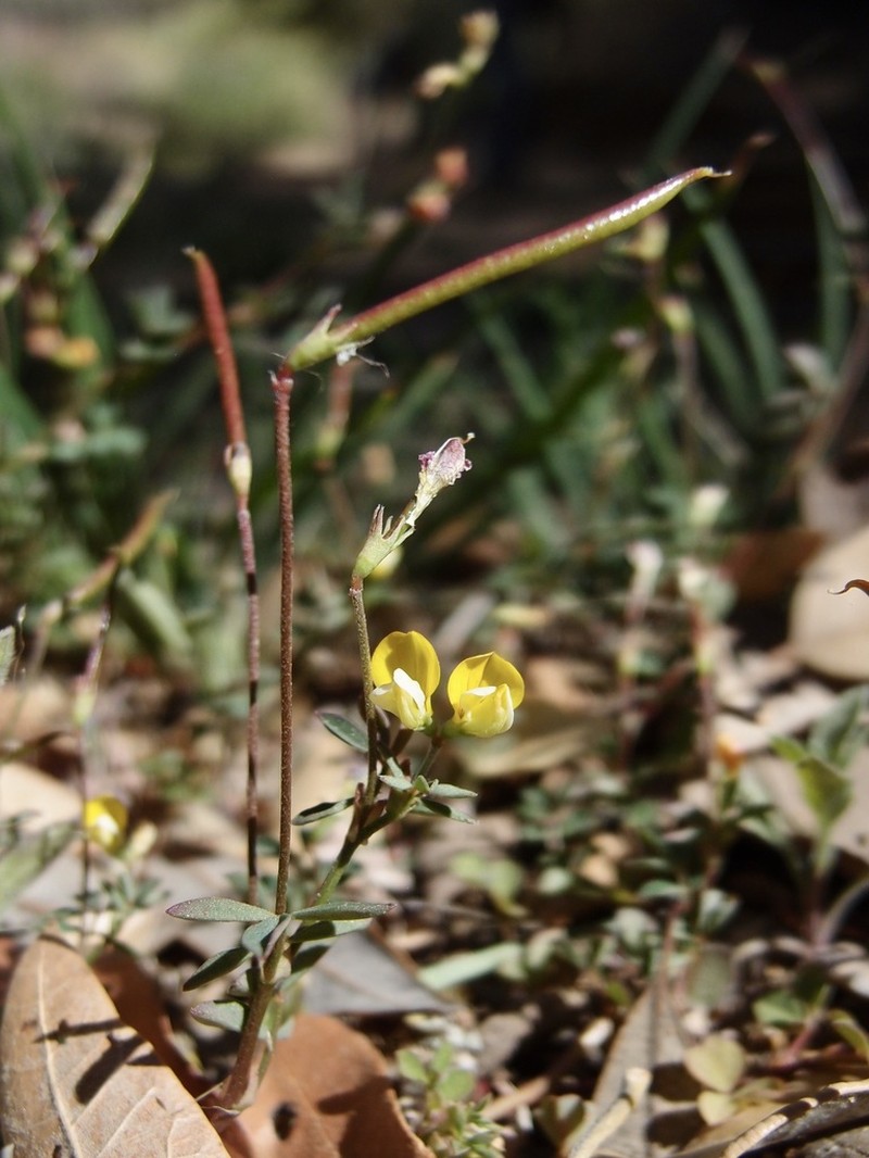 Sonoran Bird's-Foot Trefoil photo 3