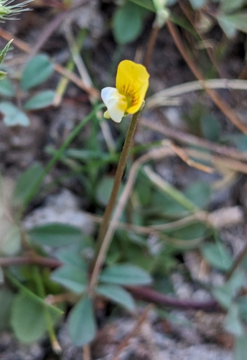Sonoran Bird's-Foot Trefoil photo 4