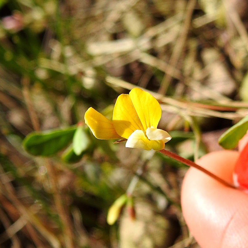 Sonoran Bird's-Foot Trefoil photo 5