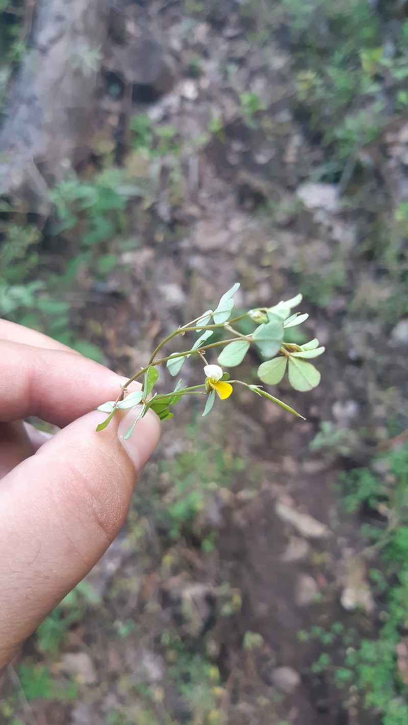 Sonoran Bird's-Foot Trefoil photo 6