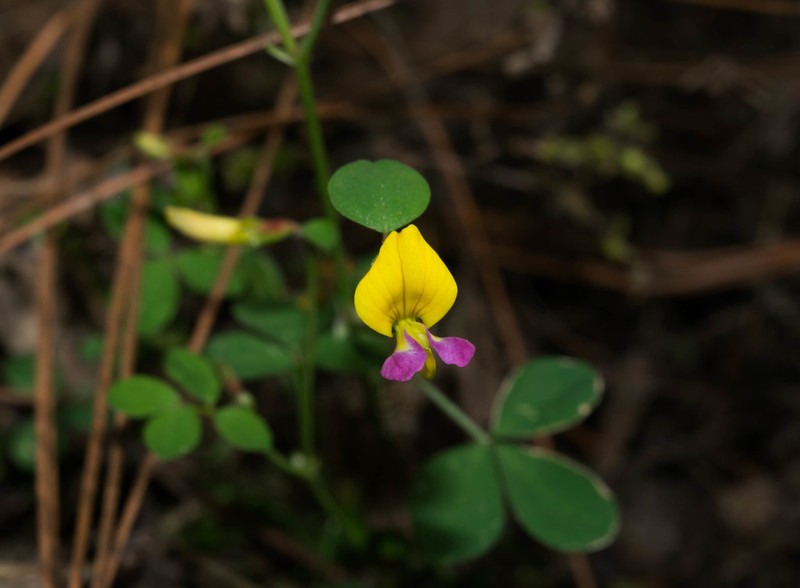 Sonoran Bird's-Foot Trefoil photo 7