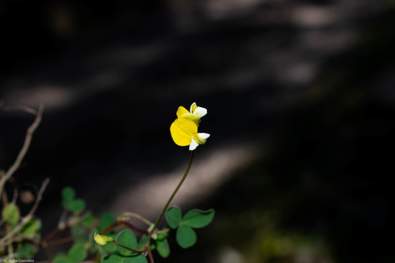 Sonoran Bird's-Foot Trefoil photo 8