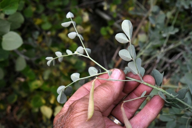Big Deervetch photo 3