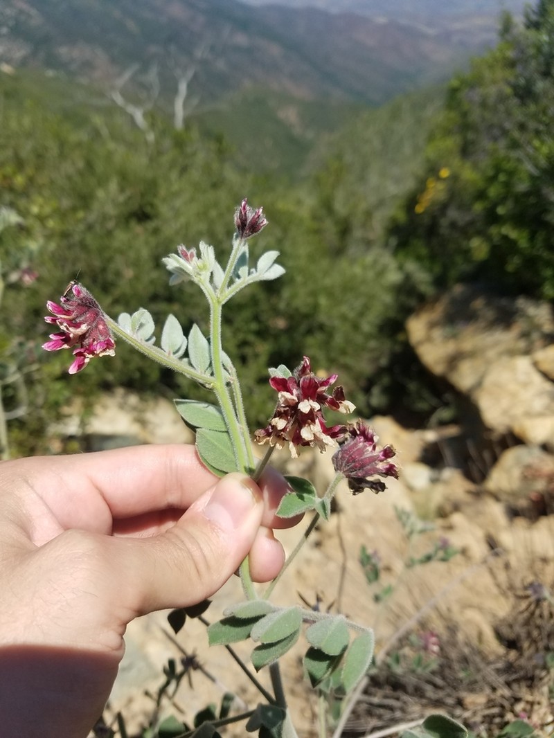 Big Deervetch photo 4