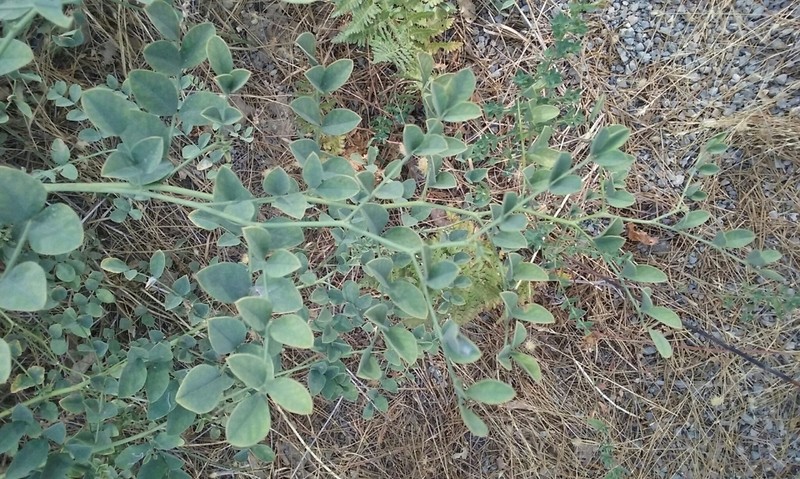 Big Deervetch photo 6