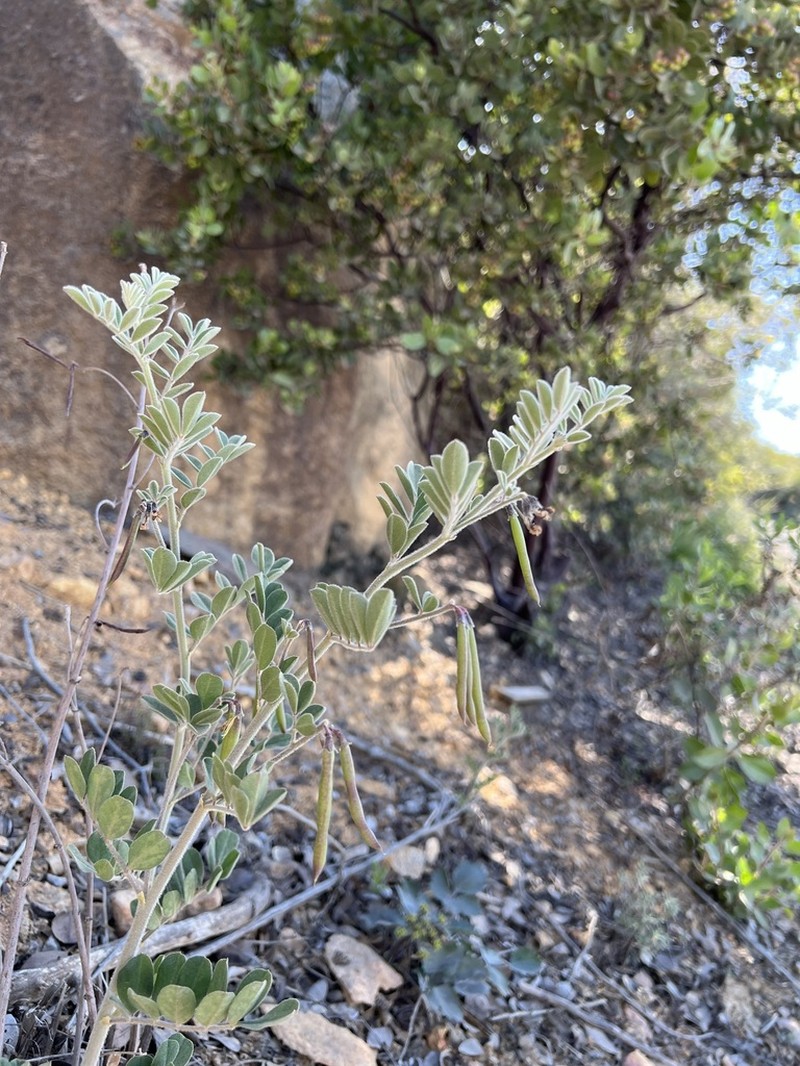 Big Deervetch photo 7