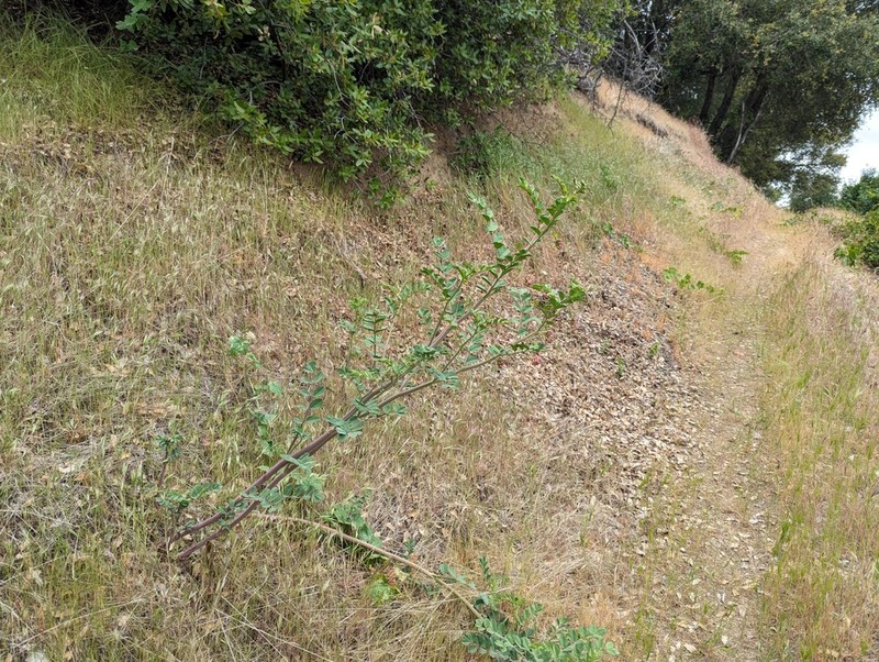 Big Deervetch photo 8