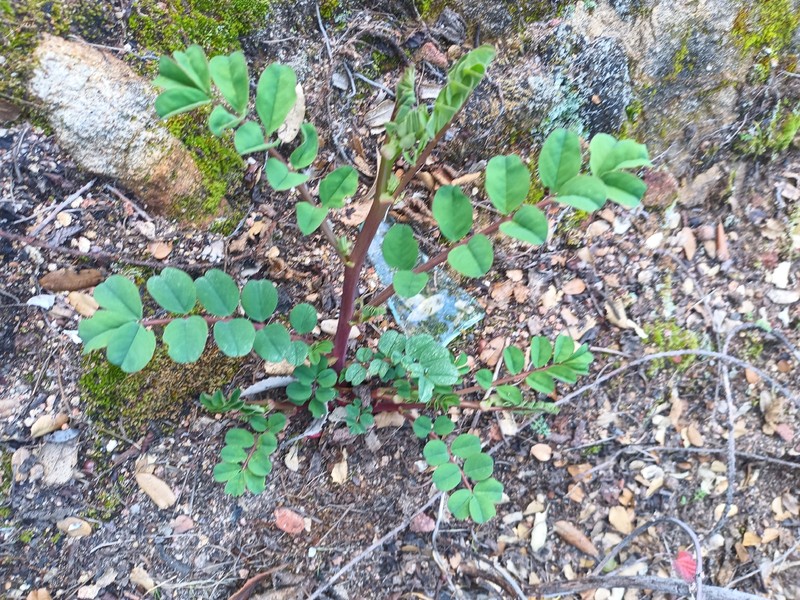 Hosackia crassifolia var. crassifolia