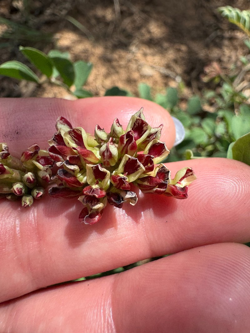 Hosackia crassifolia var. crassifolia photo 2